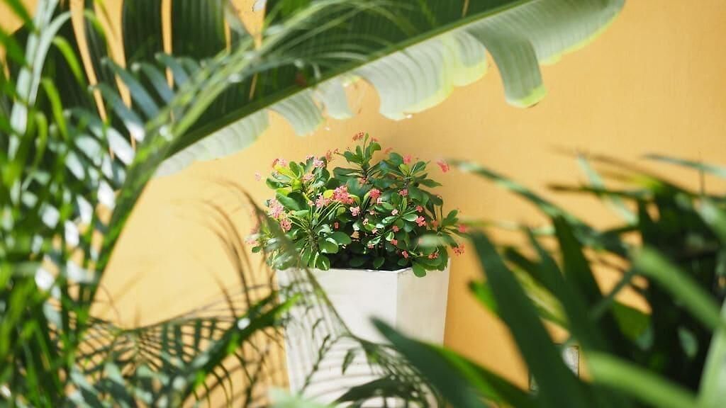 Hotel Casa Cytia *